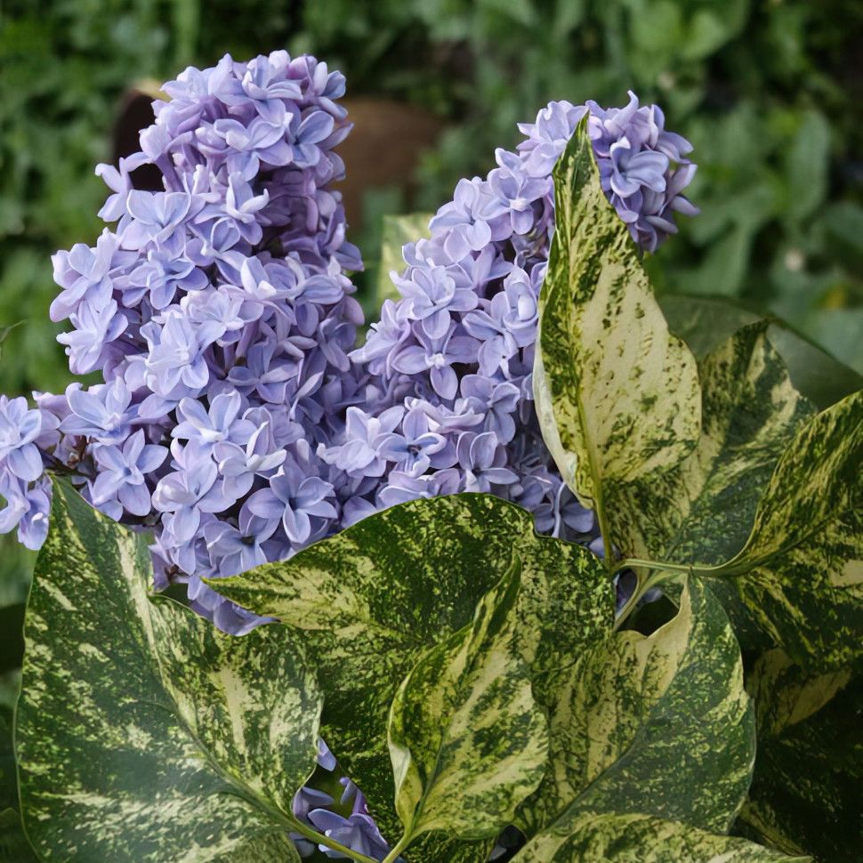 Сирень «Аукубафолия» (Aucubifolia)