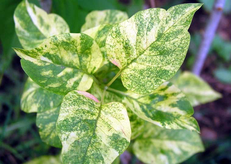 Сирень «Аукубафолия» (Aucubifolia) Сирень «Аукубафолия» (Aucubifolia)