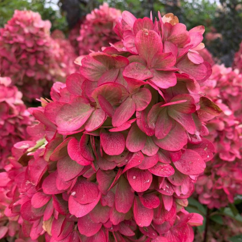 Гортензия метельчатая «Бонфайр» (*Hydrangea paniculata ‘Bonfire’*) Гортензия метельчатая «Бонфайр» (*Hydrangea paniculata ‘Bonfire’*)