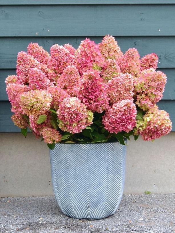 Гортензия метельчатая «Гарден Лайт» (*Hydrangea paniculata ‘Garden Light’*) Гортензия метельчатая «Гарден Лайт» (*Hydrangea paniculata ‘Garden Light’*)