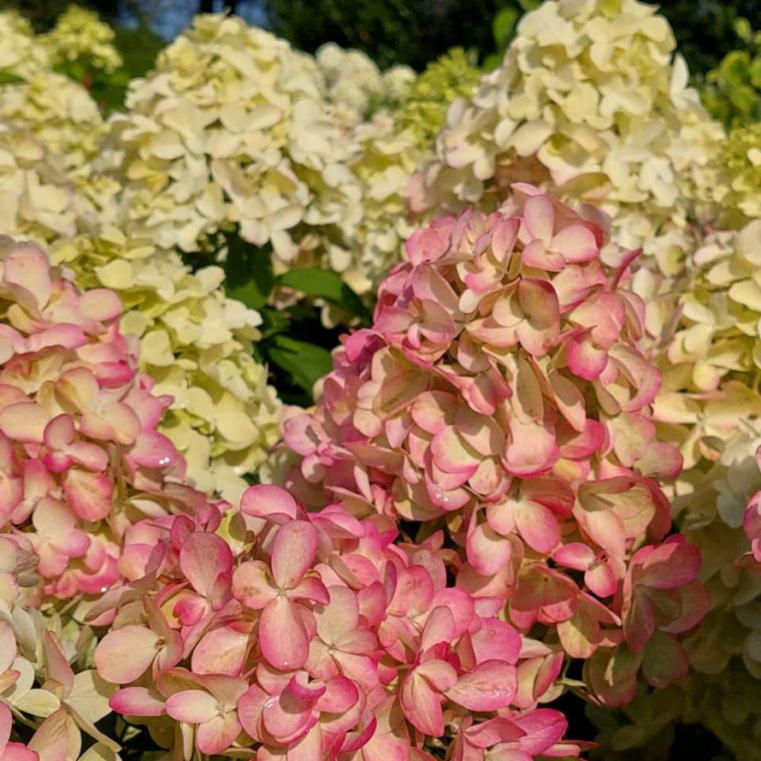 Гортензия метельчатая «Бонфайр» (*Hydrangea paniculata ‘Bonfire’*) Гортензия метельчатая «Бонфайр» (*Hydrangea paniculata ‘Bonfire’*)