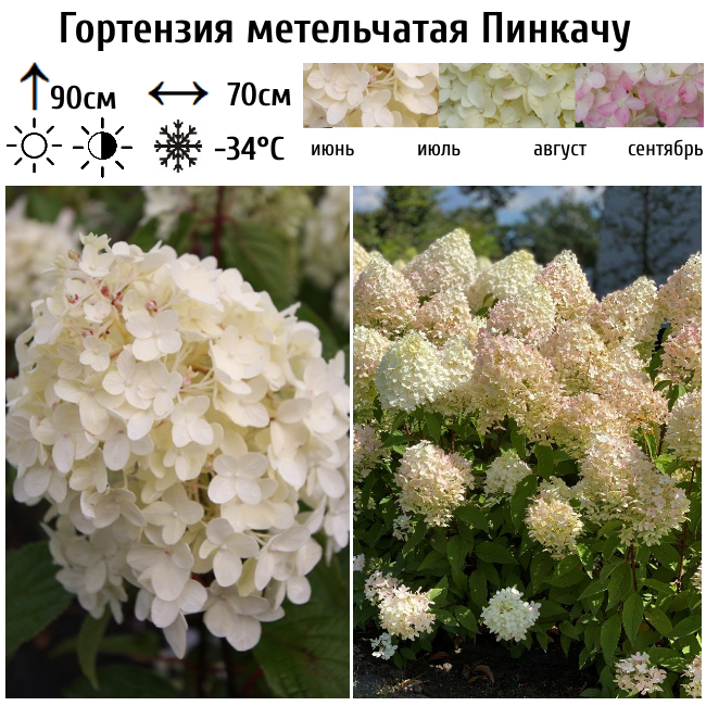 Гортензия метельчатая «Пинкочу» (*Hydrangea paniculata ‘Pinkachu’*) Гортензия метельчатая «Пинкочу» (*Hydrangea paniculata ‘Pinkachu’*)