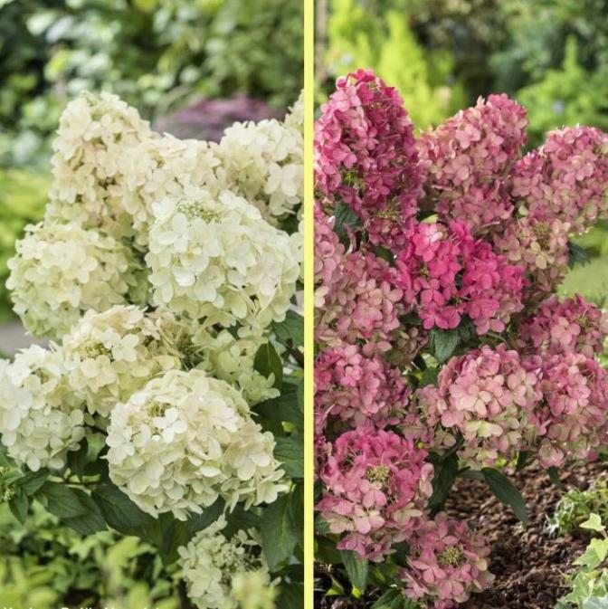 Гортензия метельчатая «Петит Стар» (*Hydrangea paniculata ‘Petit Star’*) Гортензия метельчатая «Петит Стар» (*Hydrangea paniculata ‘Petit Star’*)